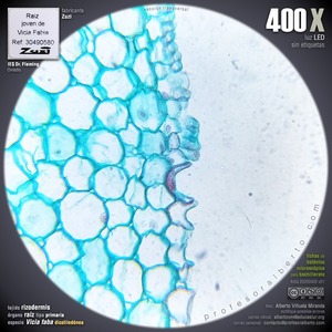 Rizodermis Rizodermis